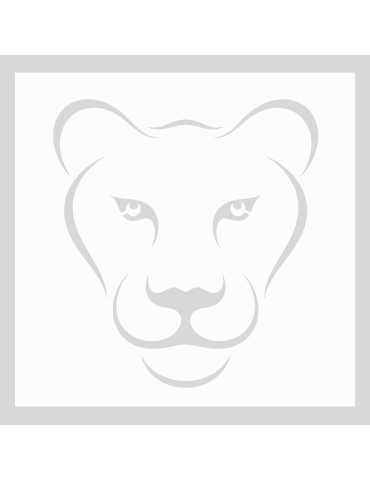 Stencil Lioness
