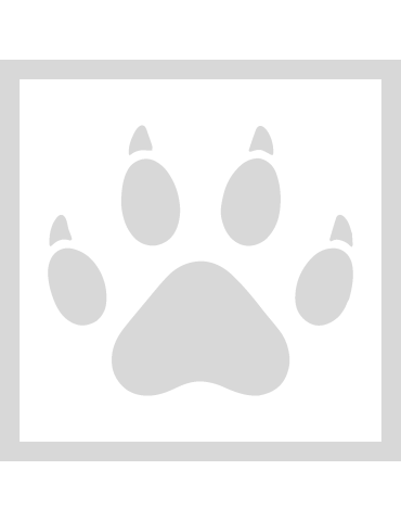 Stencil Dino Paw Print