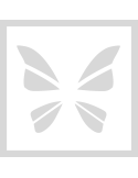 Stencil Butterfly